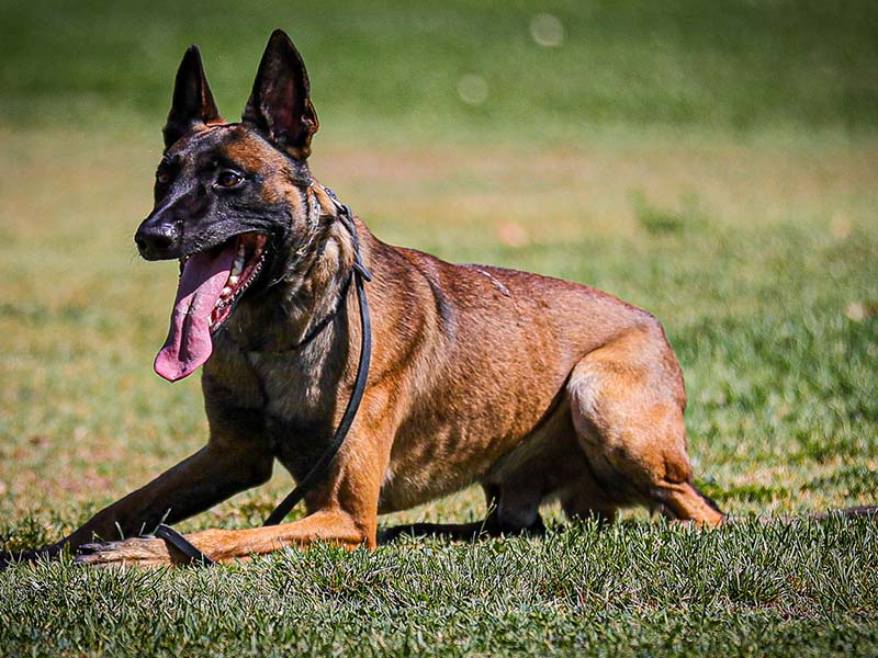 Belgian Malinois relaxing off-leash in the grass