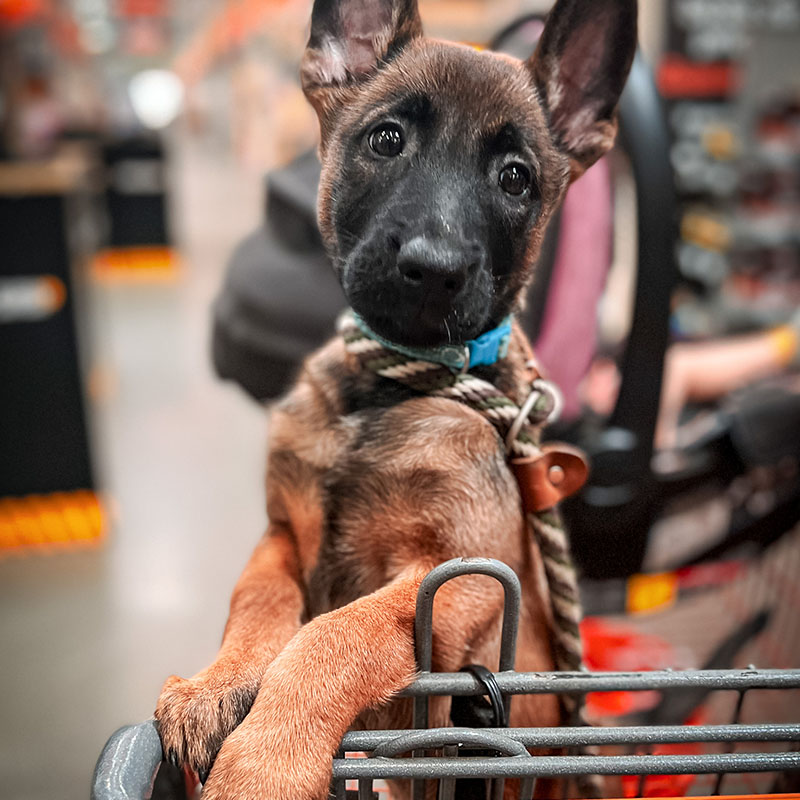 Belgian Malinois puppy socializing in a store
