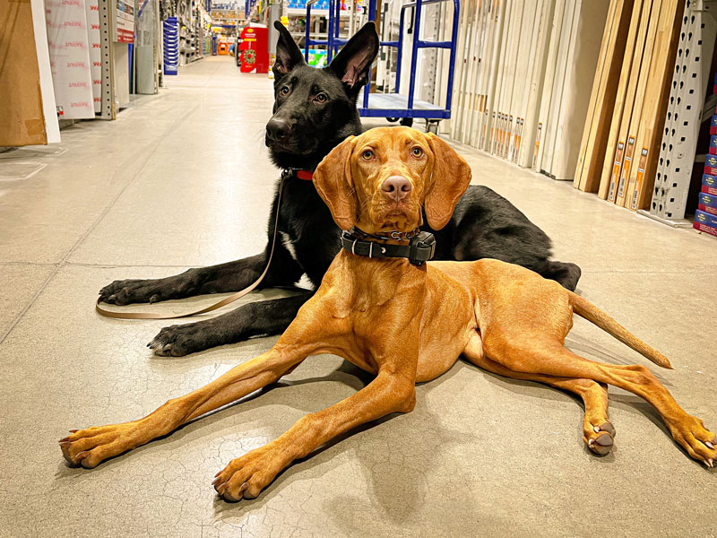 Belgian Malinois and Vizsla relaxing together