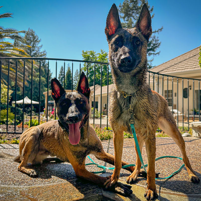 Two trained Belgian Malinois at Consistent K9 Training