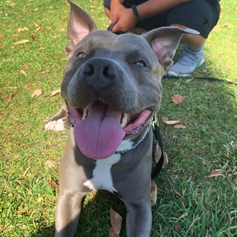 Happy pit bull mix after a training session